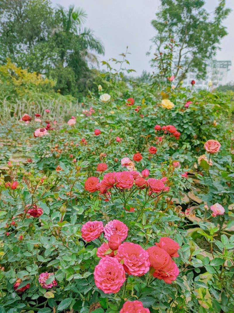 翠景庭園設計 5